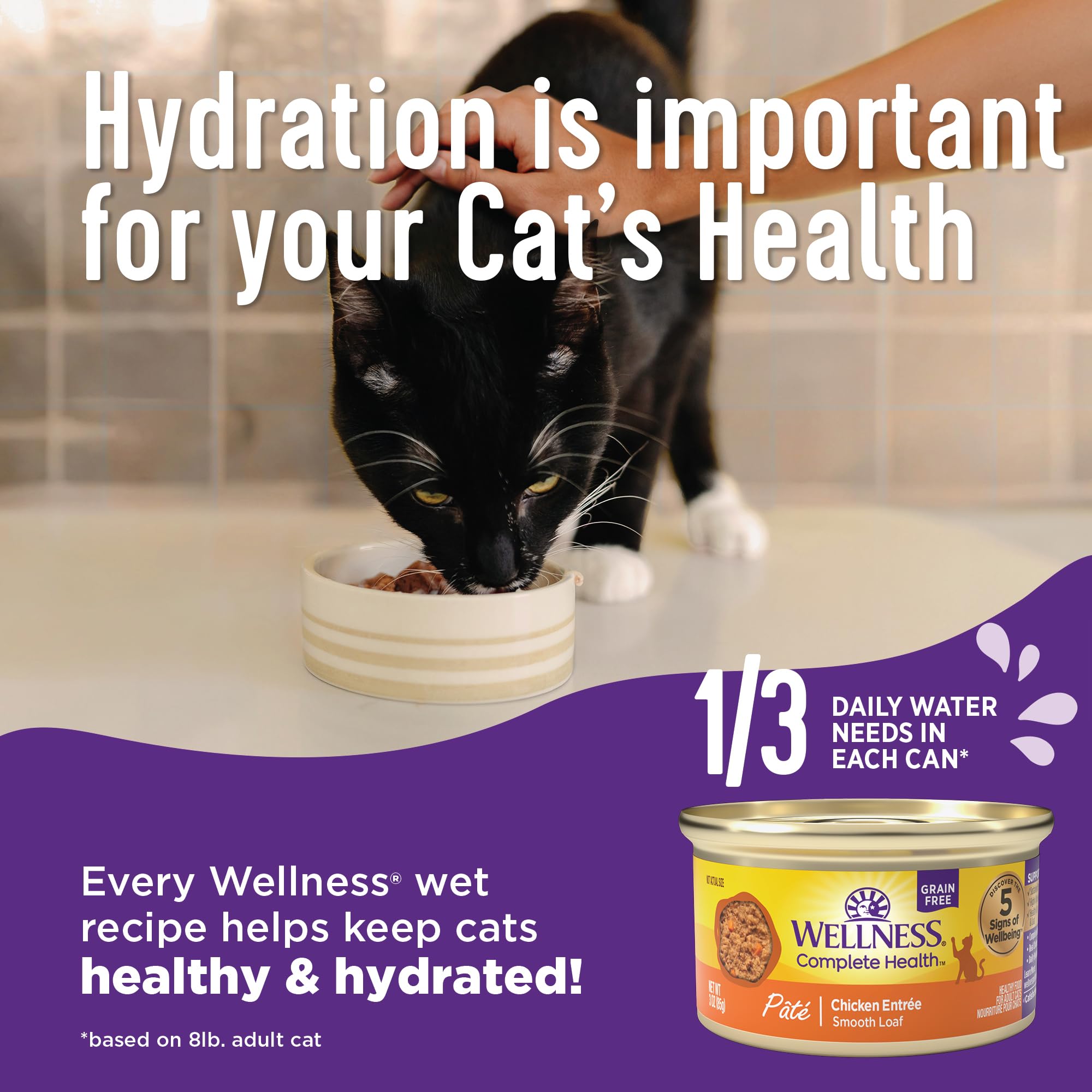 Chat mange pâté Wellness dans cuisine, favorise hydratation et appétence