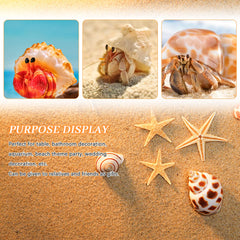 WEOXPR lot de coquilles dans pot transparent pour transport sûr