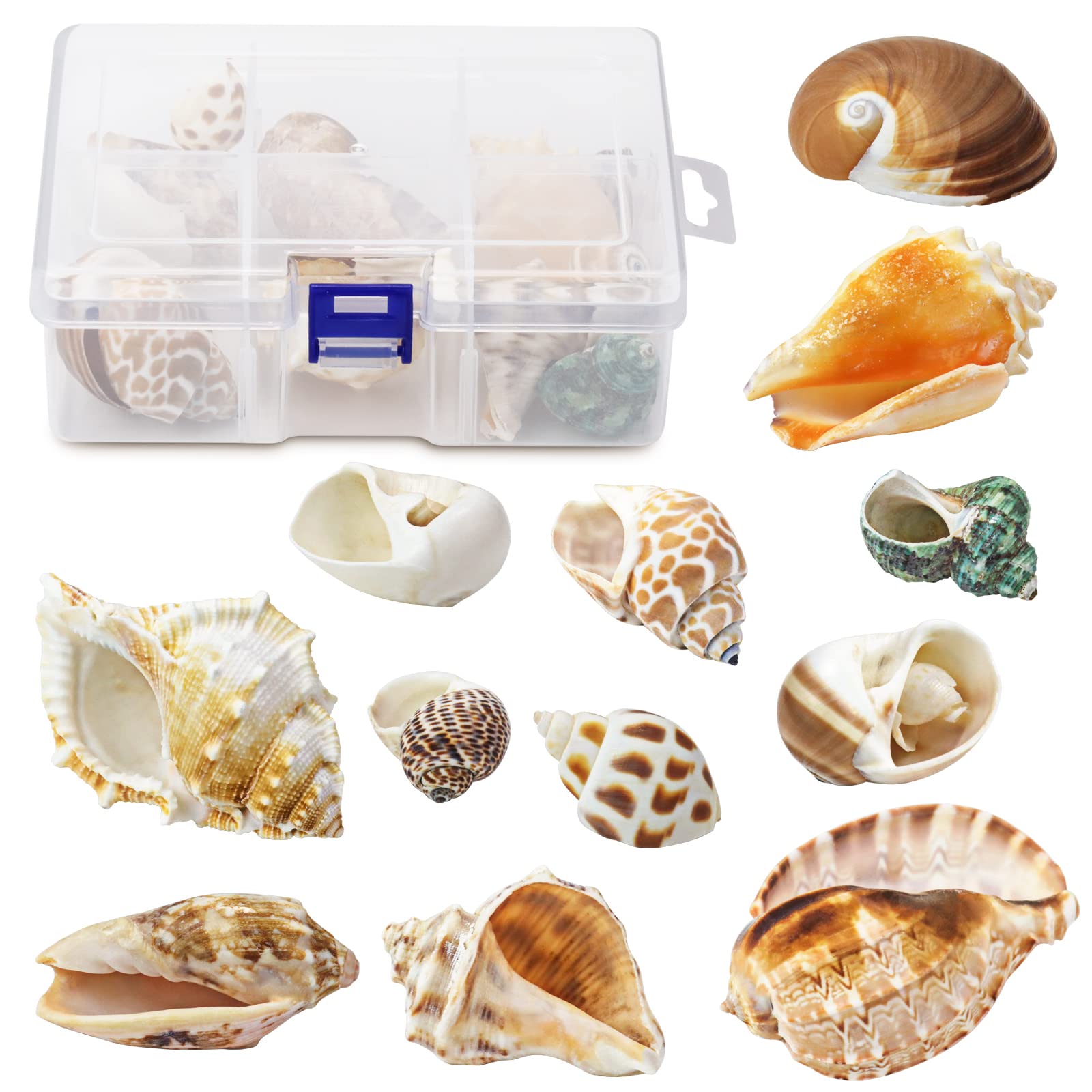 WEOXPR décor d'aquarium avec coquilles offrant look marin naturel