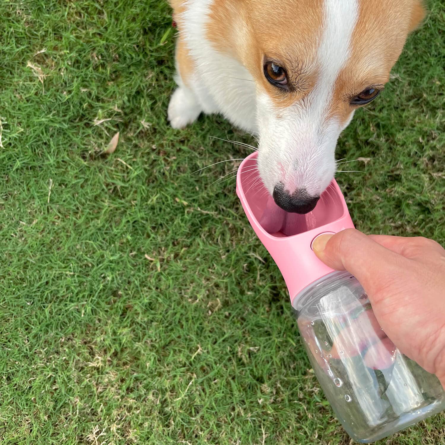 WePet détail de la gamelle intégrée offrant un accès de boisson confortable au chien