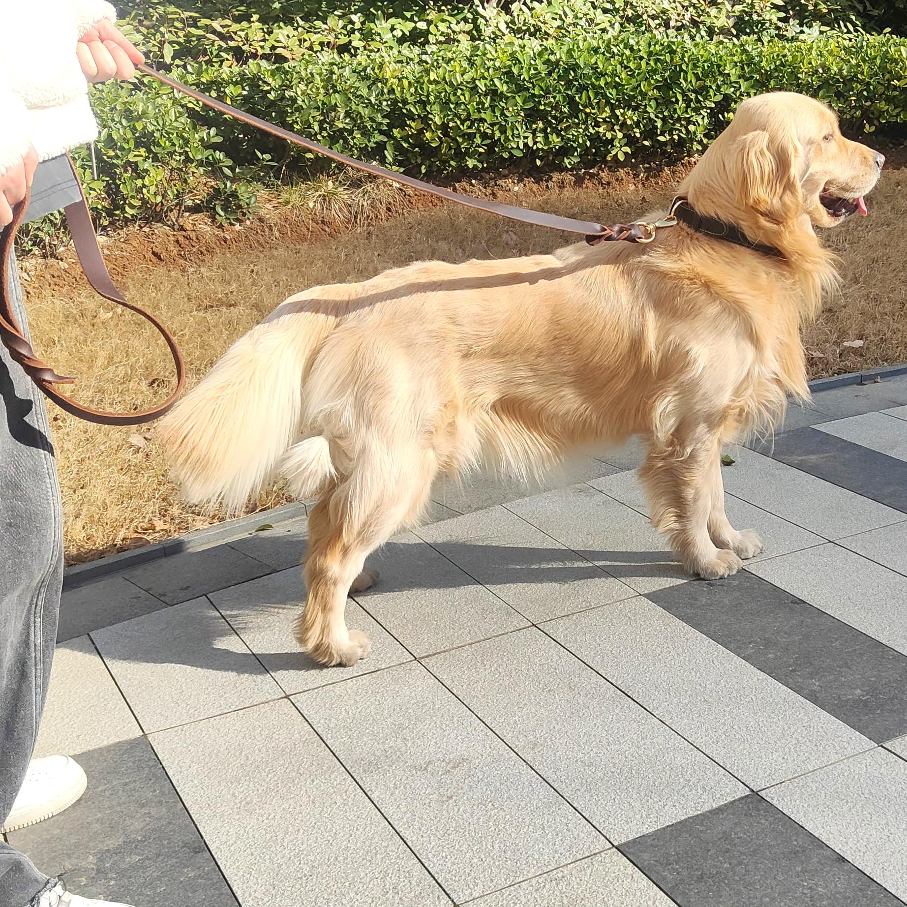 WeRChnpet laisse posée à côté d’un chien pour comparaison d’échelle, longueur pratique