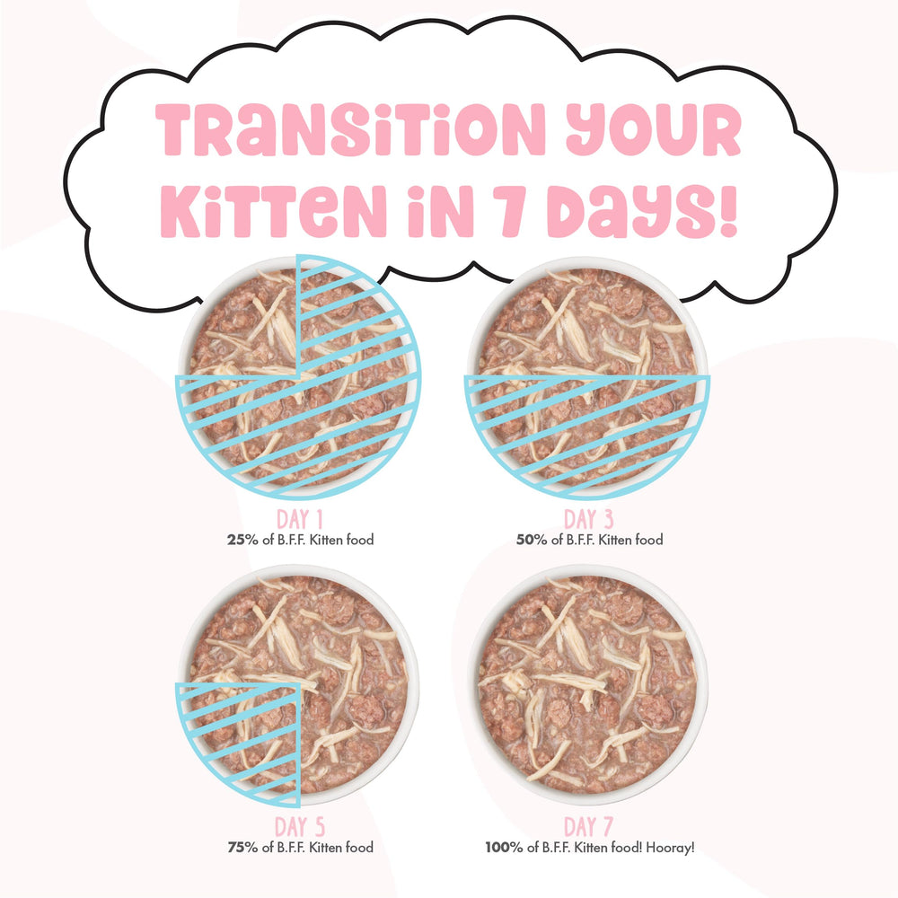Weruva chaton mange dans ambiance maison, montre acceptation et plaisir