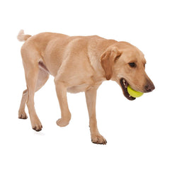 WEST PAW Jive Ball en train de flotter sur l'eau durant un jeu de rapport