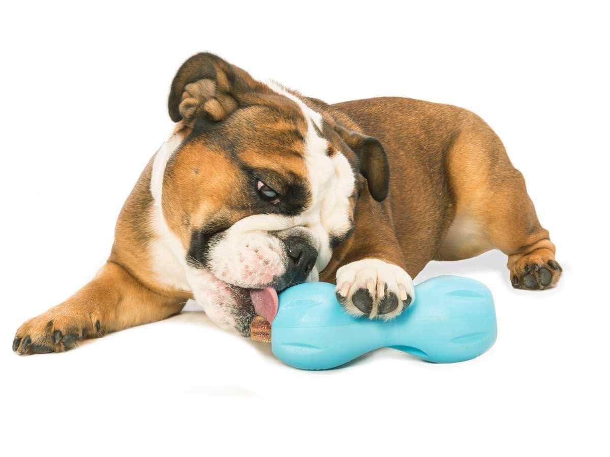 WEST PAW chien tenant le Qwizl grâce aux rainures faciles à saisir