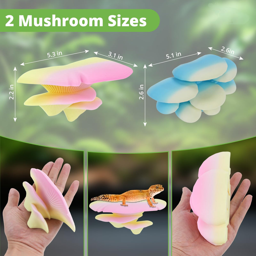 Westant champignon comparaison taille avec main pour évaluer dimensions pratiques
