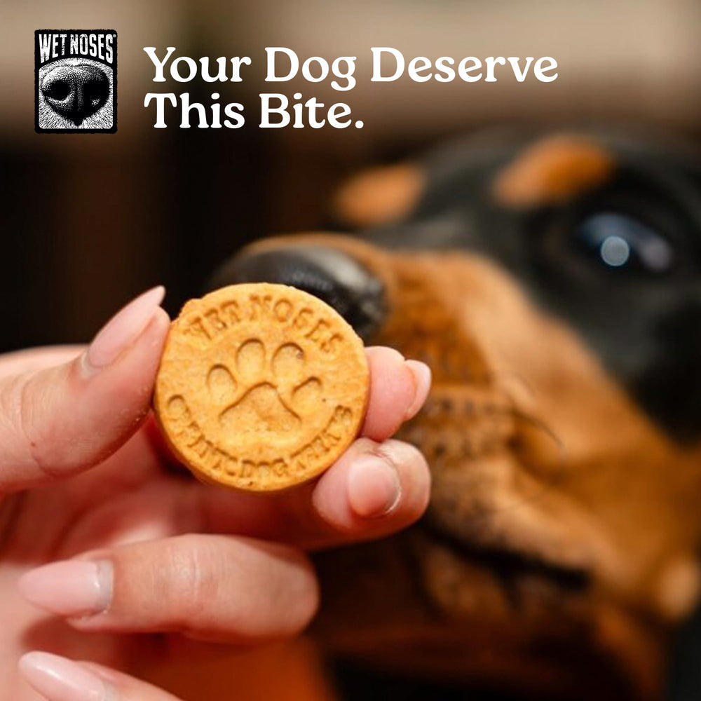Wet Noses lifestyle extérieur friandise lors d'une promenade saine