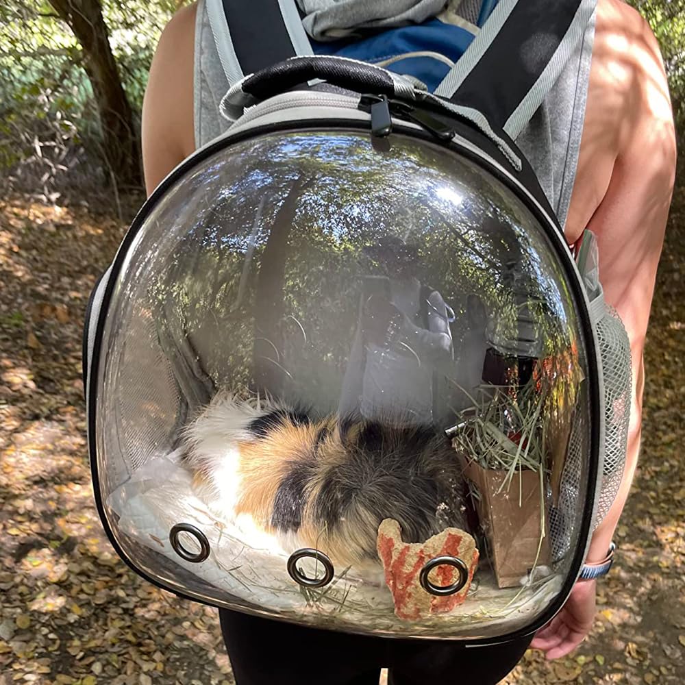 WEVONIGU petit animal à l'intérieur observant l'extérieur en toute sécurité