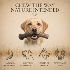 WhiteTail Naturals antler posé sur règle montrant taille 5 à 6 pouces