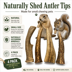 WhiteTail Naturals gros plan sur la texture d'un andouiller, durabilité et résistance
