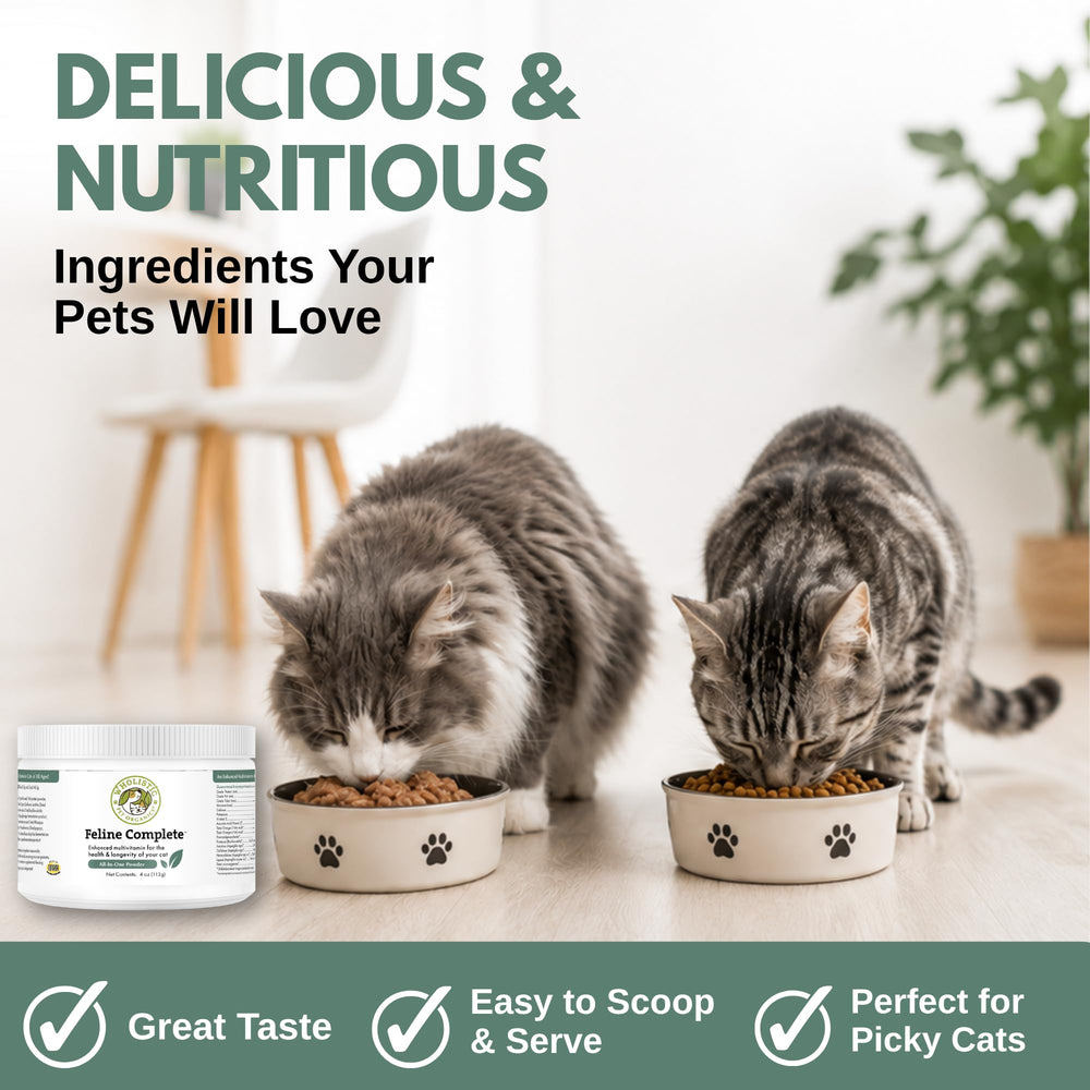 Wholistic Pet Organics chat avec pelage brillant montrant amélioration visuelle