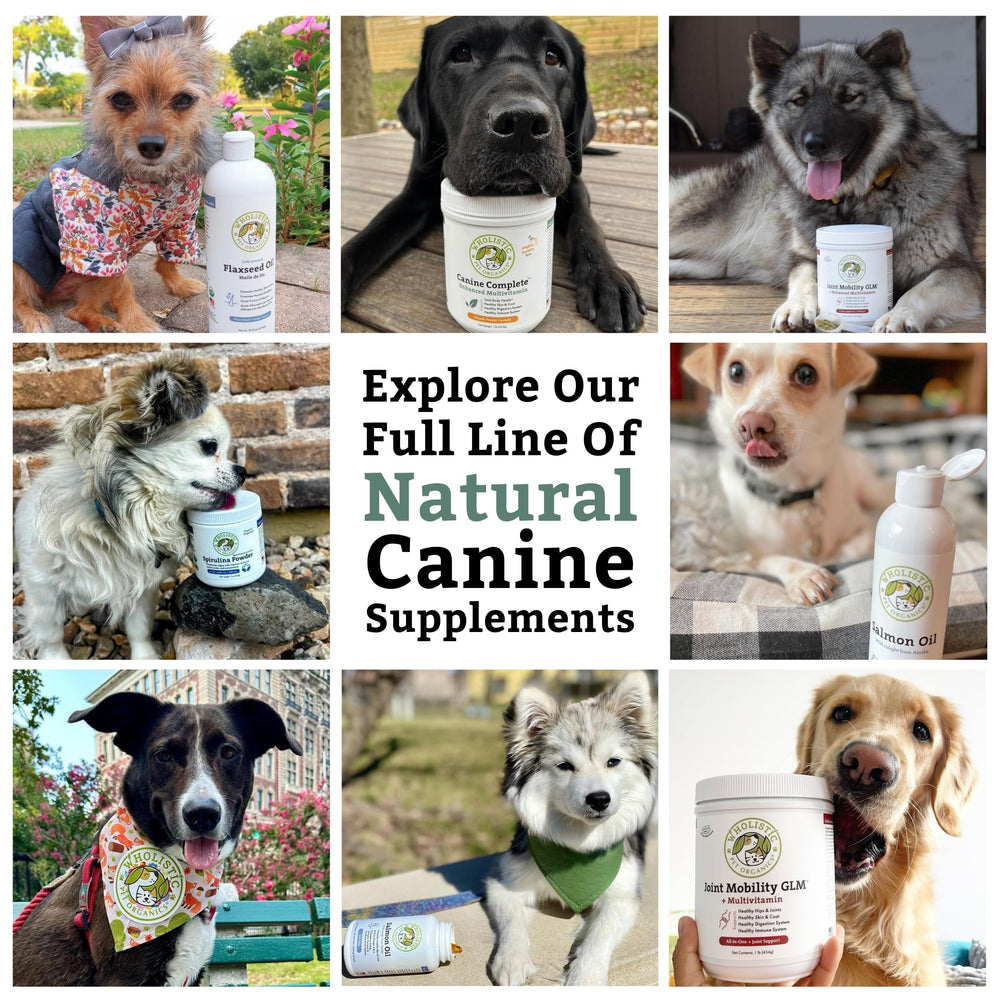 Wholistic Pet Organics chien et propriétaire en extérieur pleine vitalité