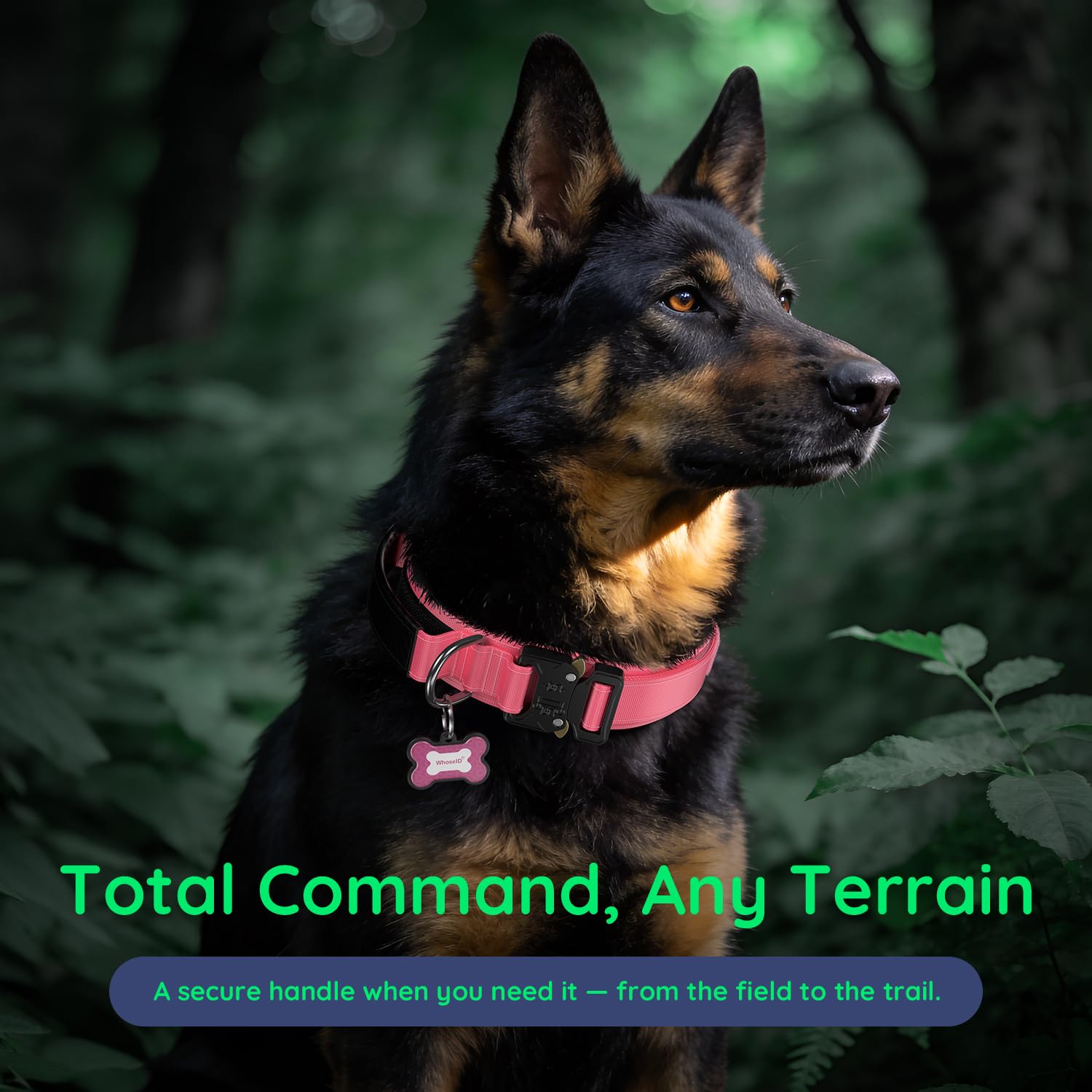 WhoseID comparaison tailles montrant ajustement précis pour chiens
