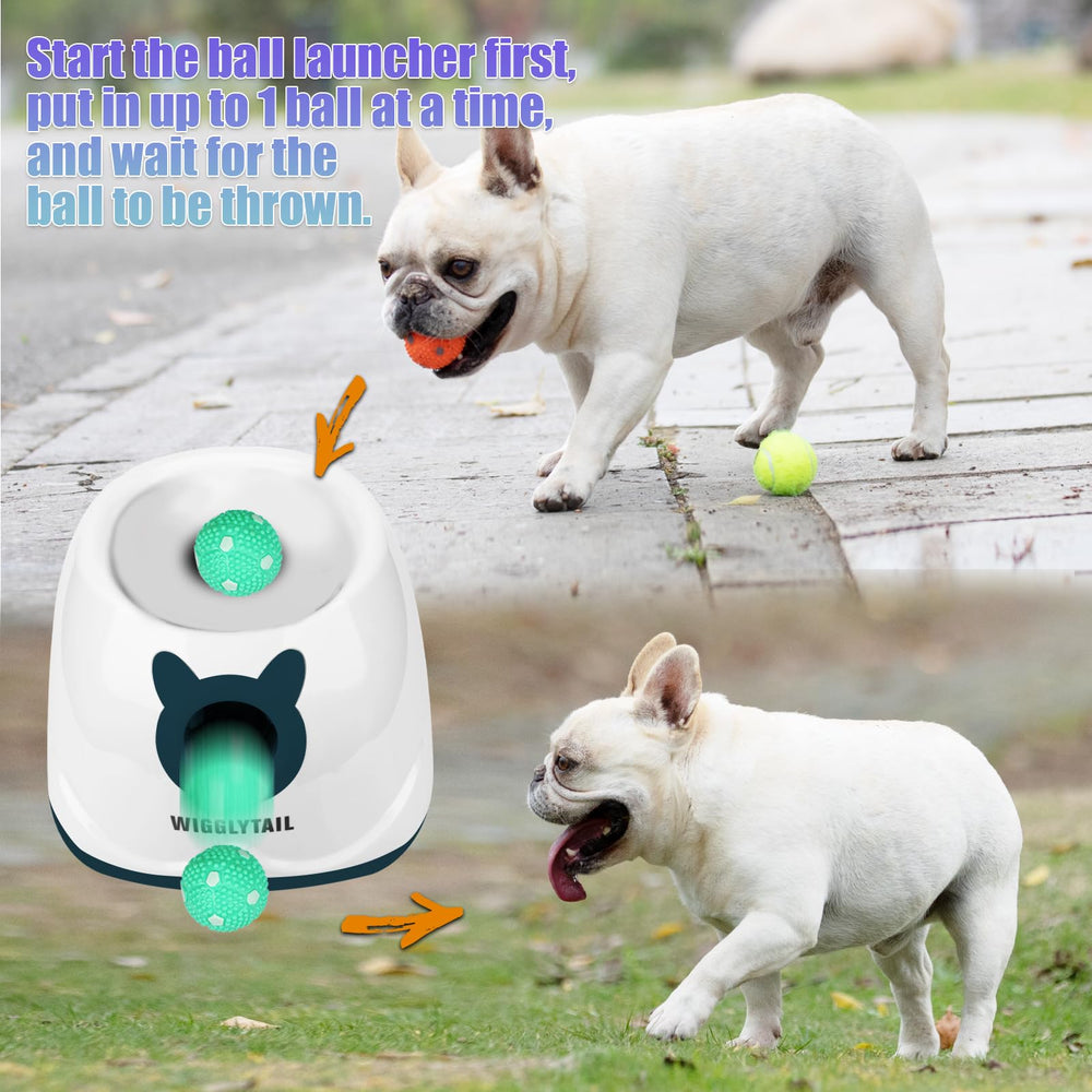 WIGGLYTAIL comparaison taille avec petit chien montrant sécurité pour petites races