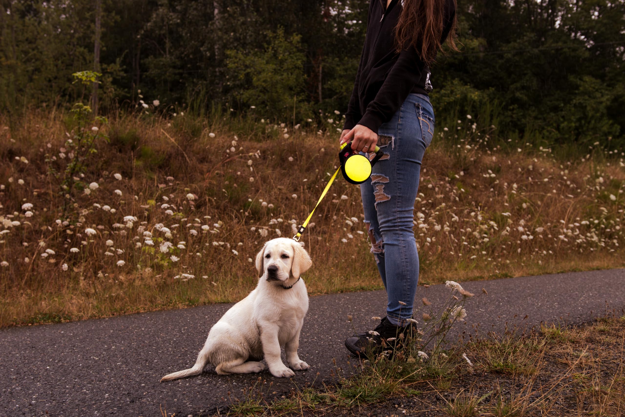 WIGZI laisse en usage promenant un petit chien pour sécurité et contrôle