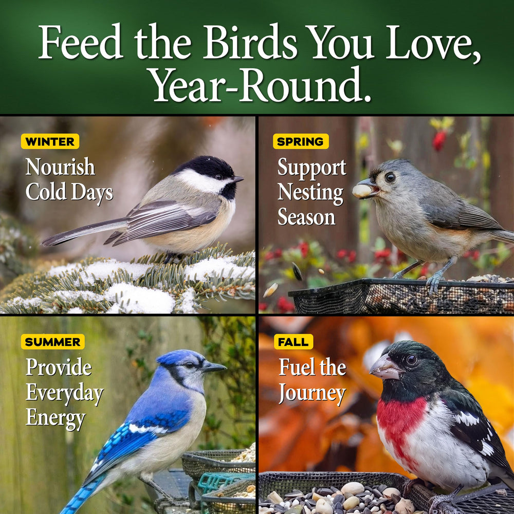 Wild Delight mangeoire dans un jardin avec oiseaux, scène conviviale