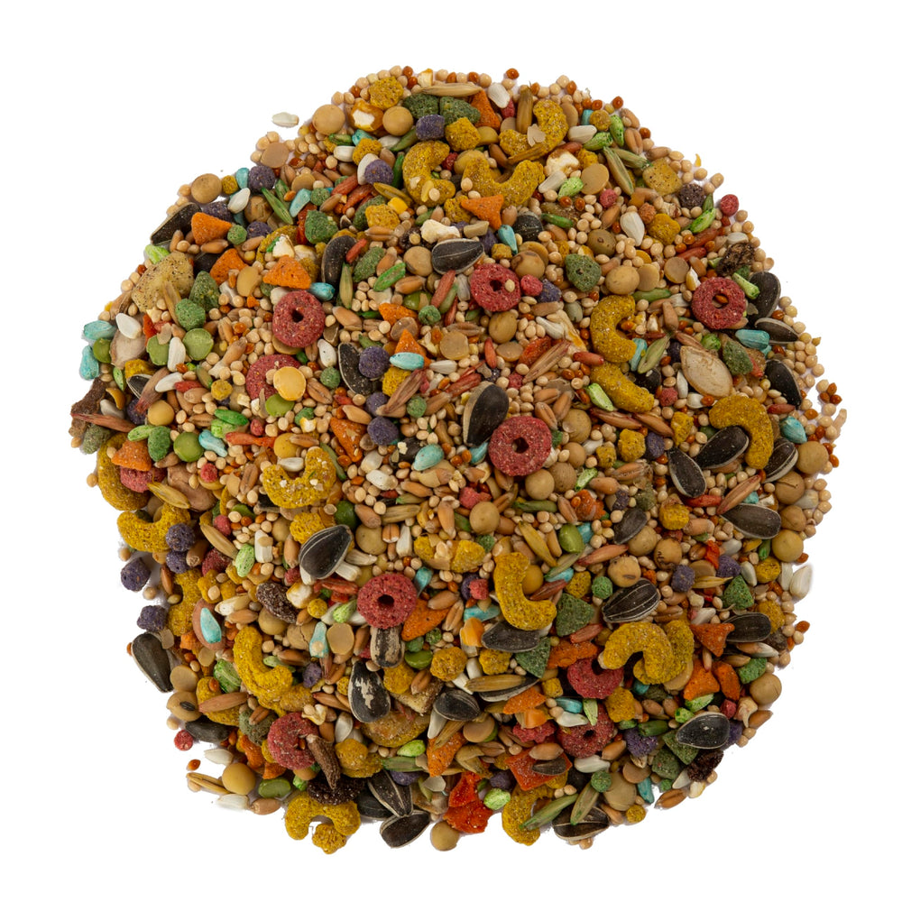 Wild Harvest calopsitte picorant le mélange stimulant son comportement naturel