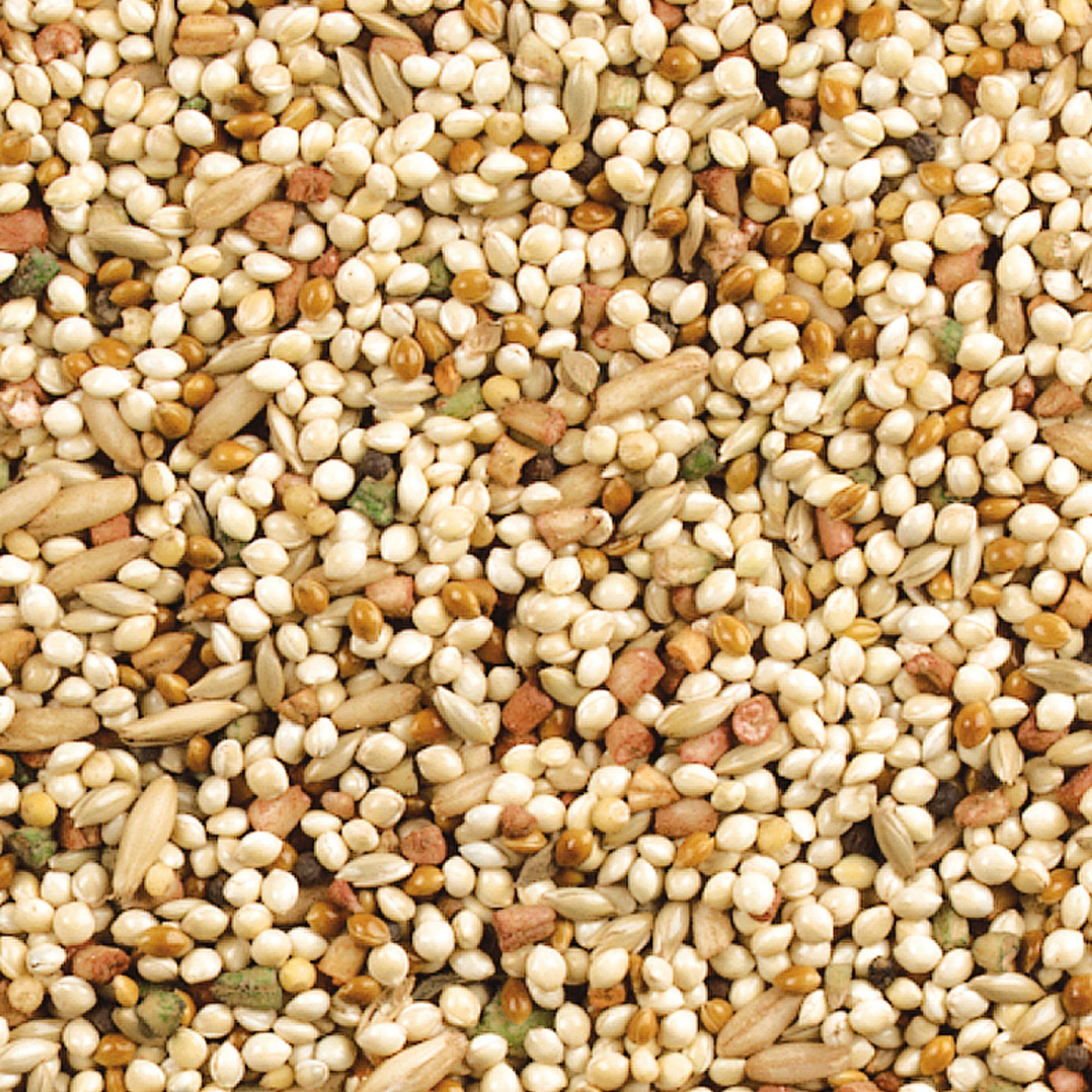 Wild Harvest texture des grains montrant qualité et mélange nutritif