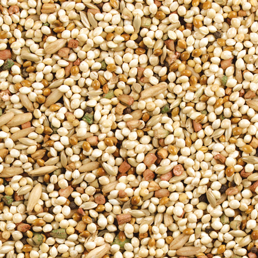Wild Harvest texture des grains montrant qualité et mélange nutritif