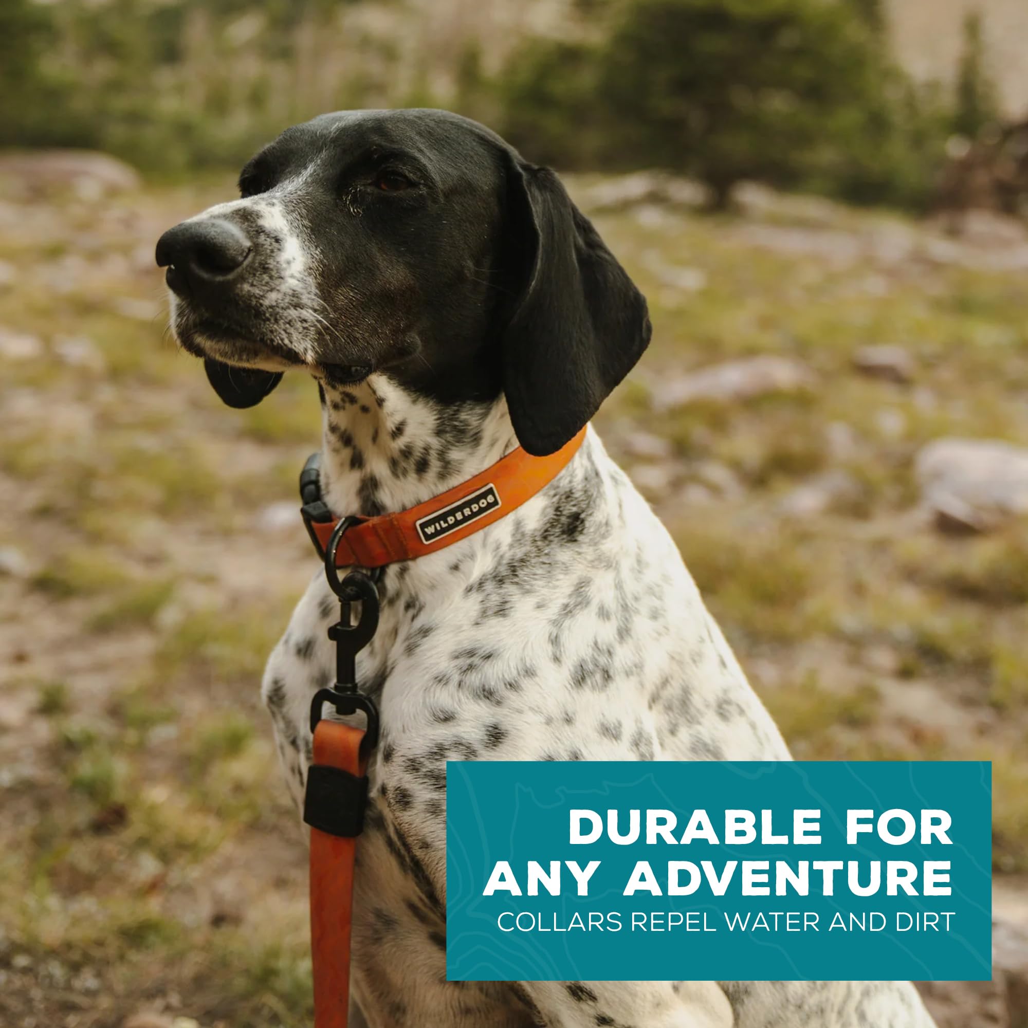 Détail Wilderdog de la boucle et de l'anneau montrant fixation sûre et durable