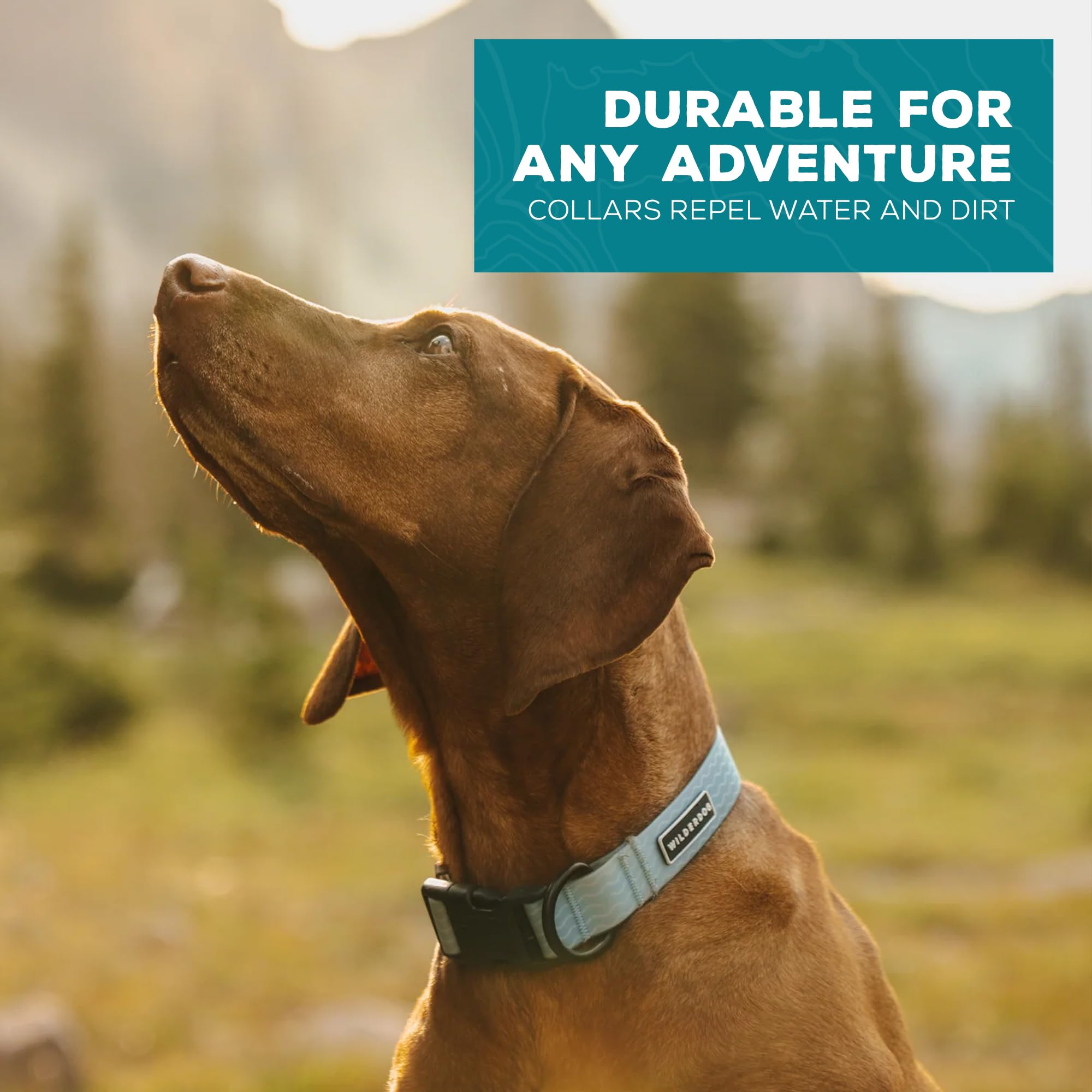 Wilderdog collier assorti à une laisse pour sorties et randonnées