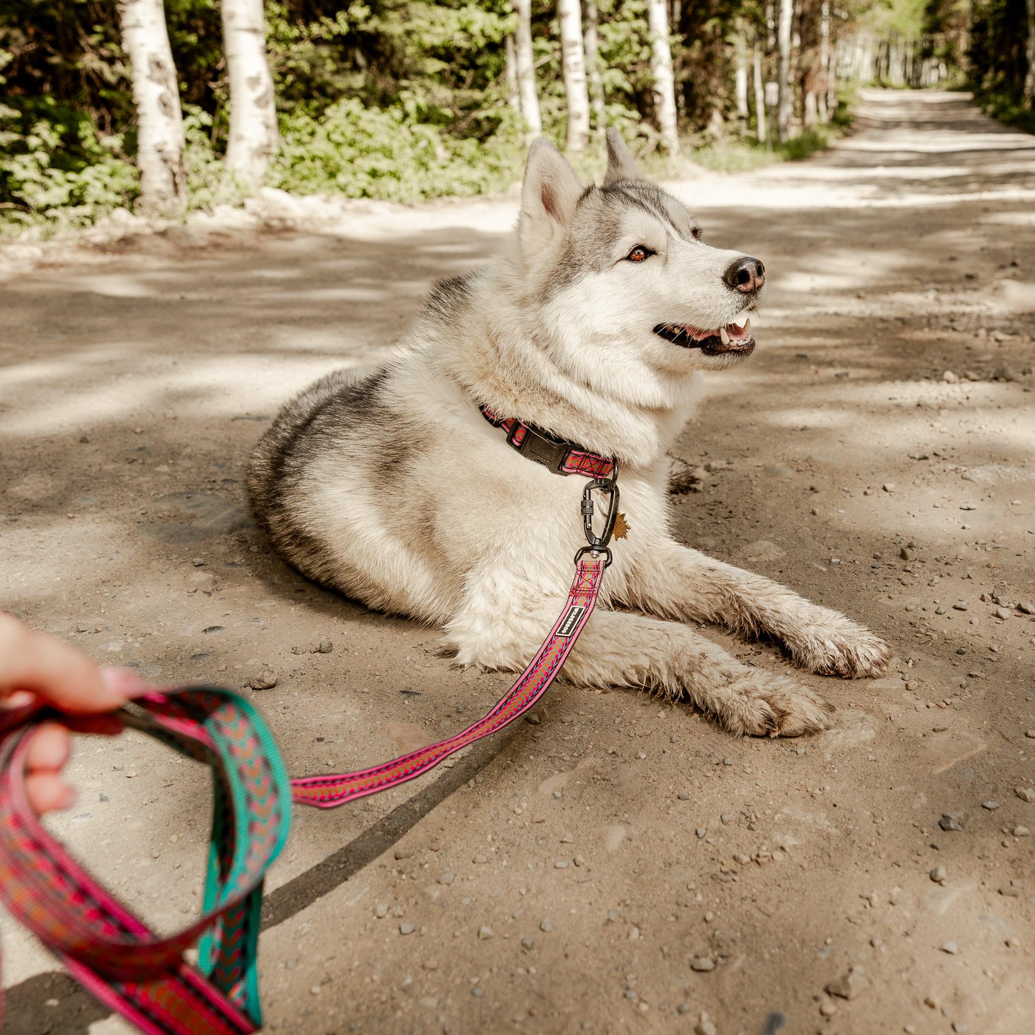 Wilderdog comparaison de la laisse à une main pour évaluer échelle