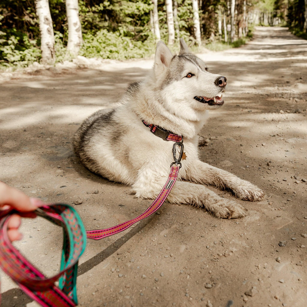 Wilderdog comparaison de la laisse à une main pour évaluer échelle