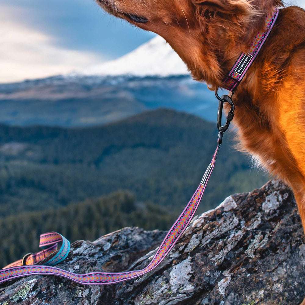 Wilderdog sur sentier de randonnée représentant portabilité en plein air