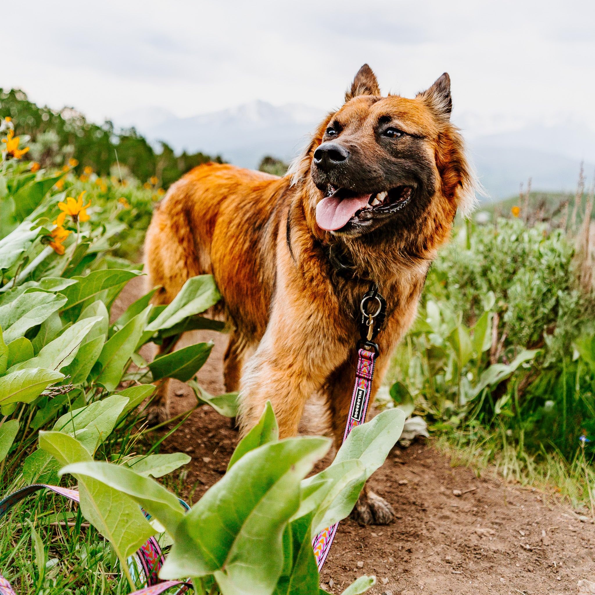 Wilderdog laisse en usage urbain montrant maniabilité pendant promenade