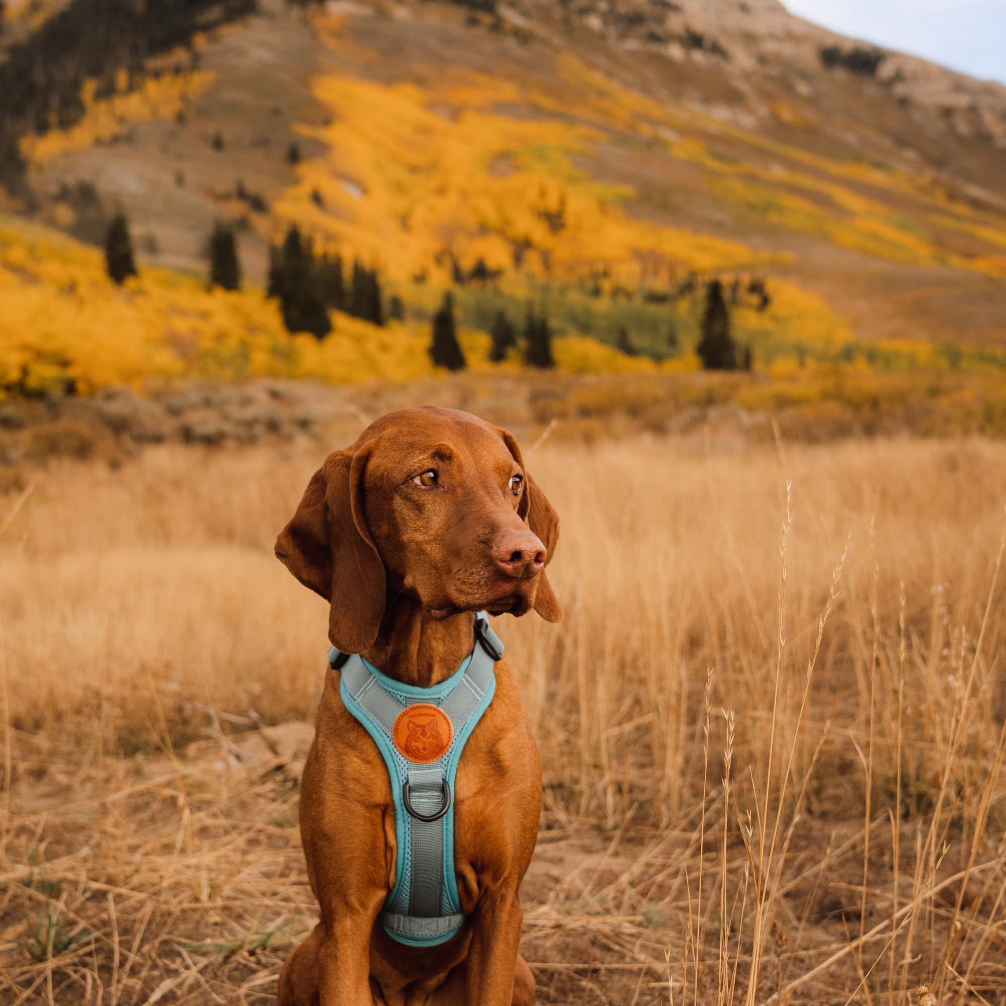 Wilderdog harnais boucles et bandes réfléchissantes pour sécurité