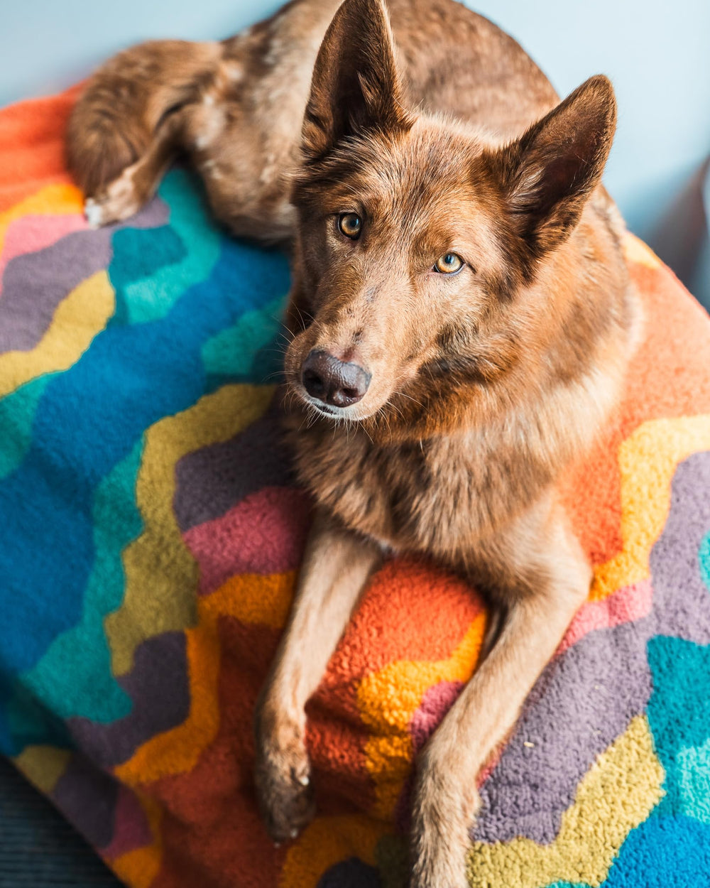 Wilderdog doublure imperméable vue intérieure empêchant les fuites