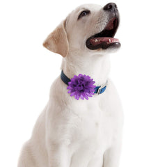 WILLBOND chien portant la fleur sur collier, look élégant pour photos
