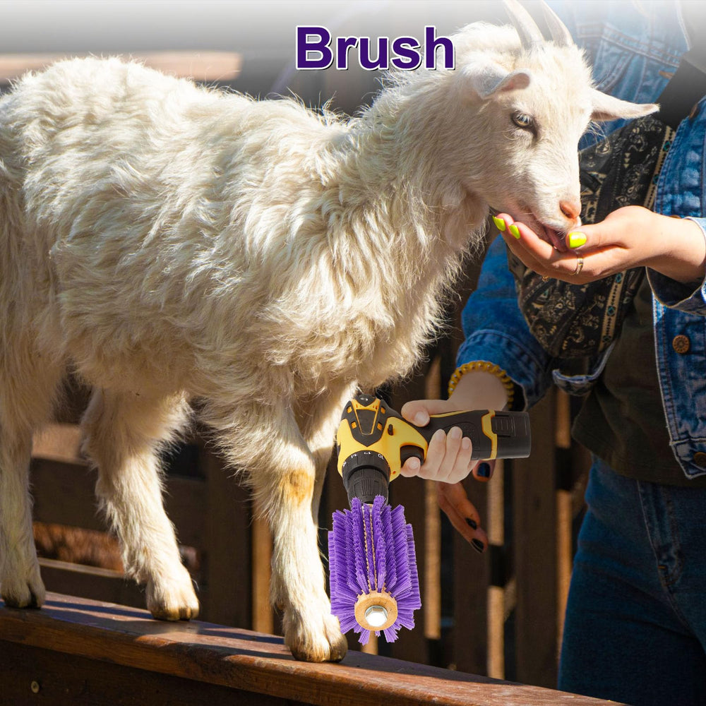 Willinglong brosse en action sur cheval, facilite la préparation au concours