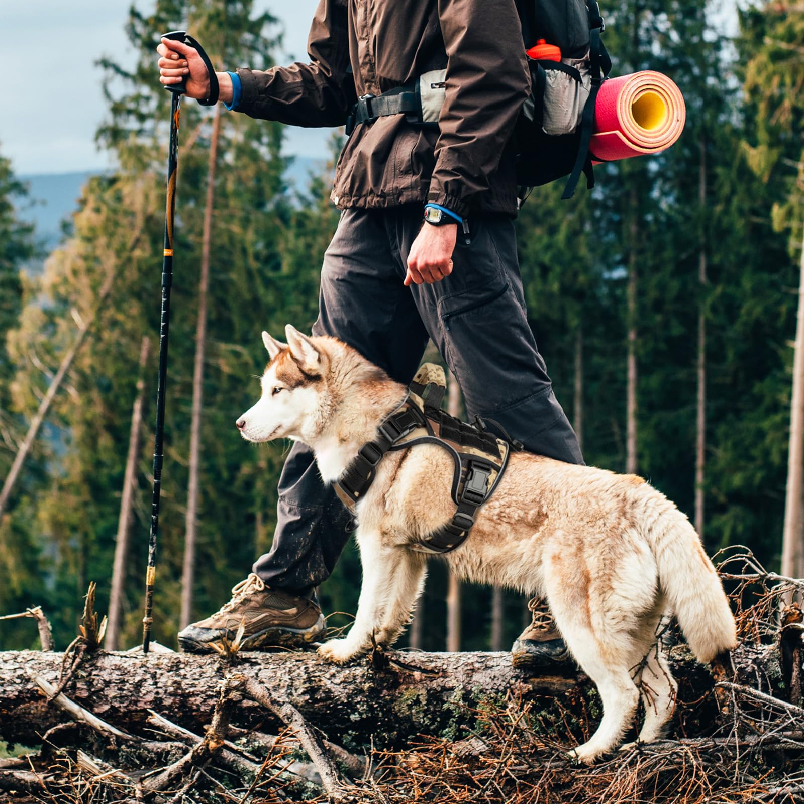 WINGOIN comparaison taille montrant coupe adaptée chiens moyens