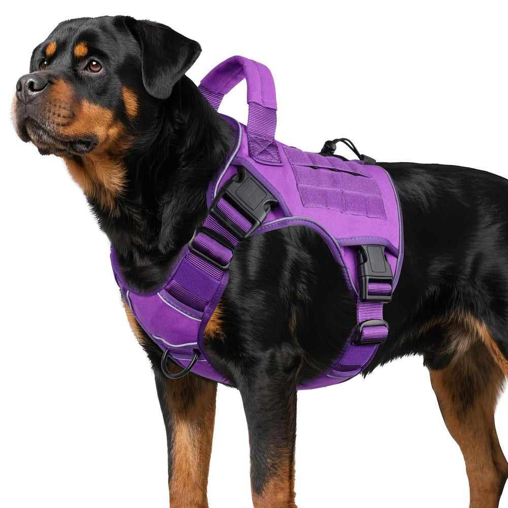 WINGOIN harnais violet face avant montrant style et réglages pour confort