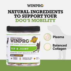 WINPRO chew isolé sur fond neutre montrant forme et taille pratique pour donner quotidiennement