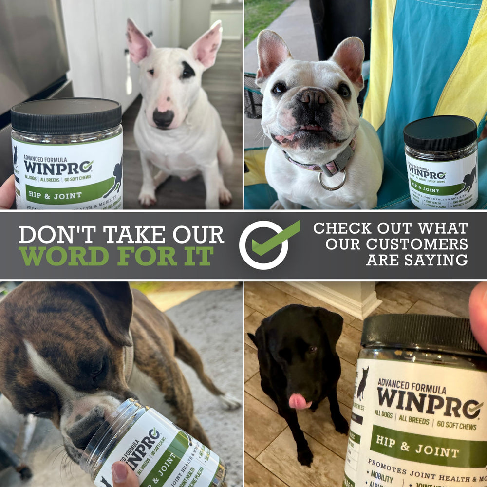 WINPRO portion posée sur la patte pour démontrer la taille idéale