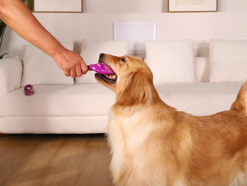 WinTour scène parc chiens jouant pour socialisation et activité