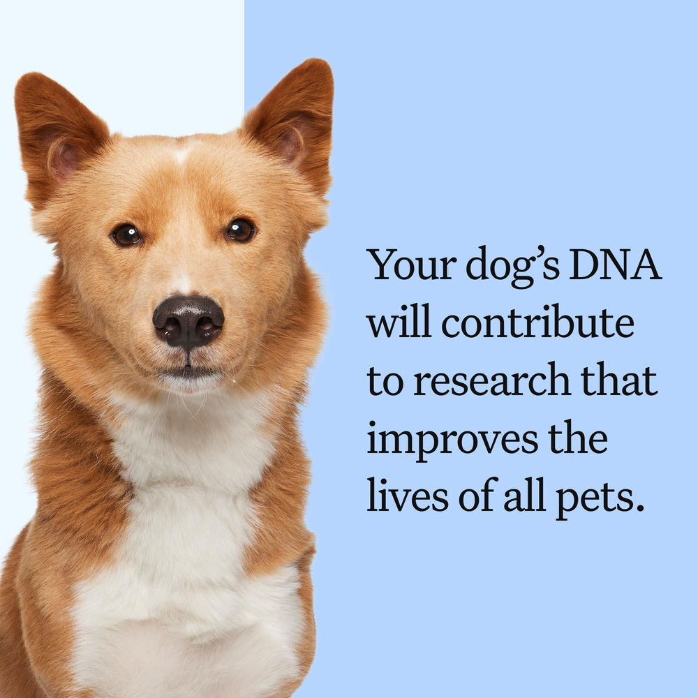 Wisdom Health chien et propriétaire utilisant le kit chez eux pour confort