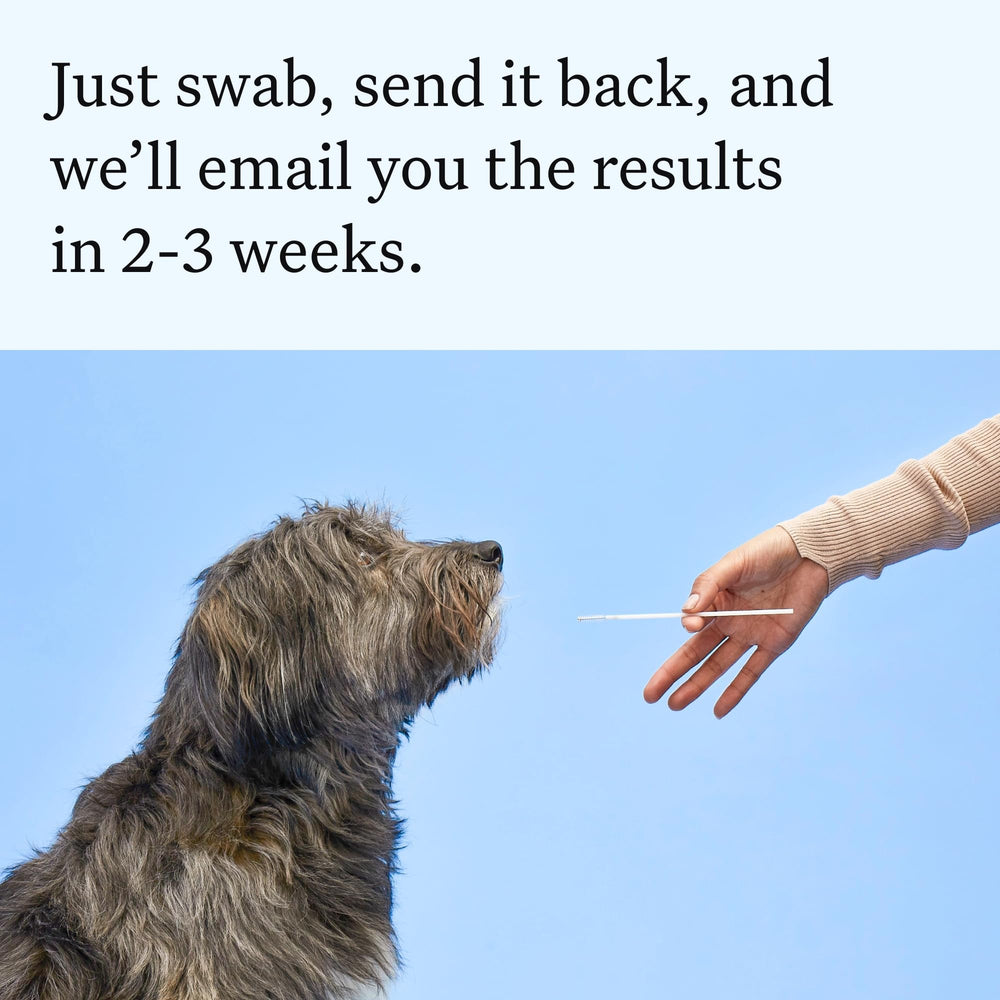 Chien en balade dans un parc après test Wisdom Panel, meilleur soin guidé par résultats ADN
