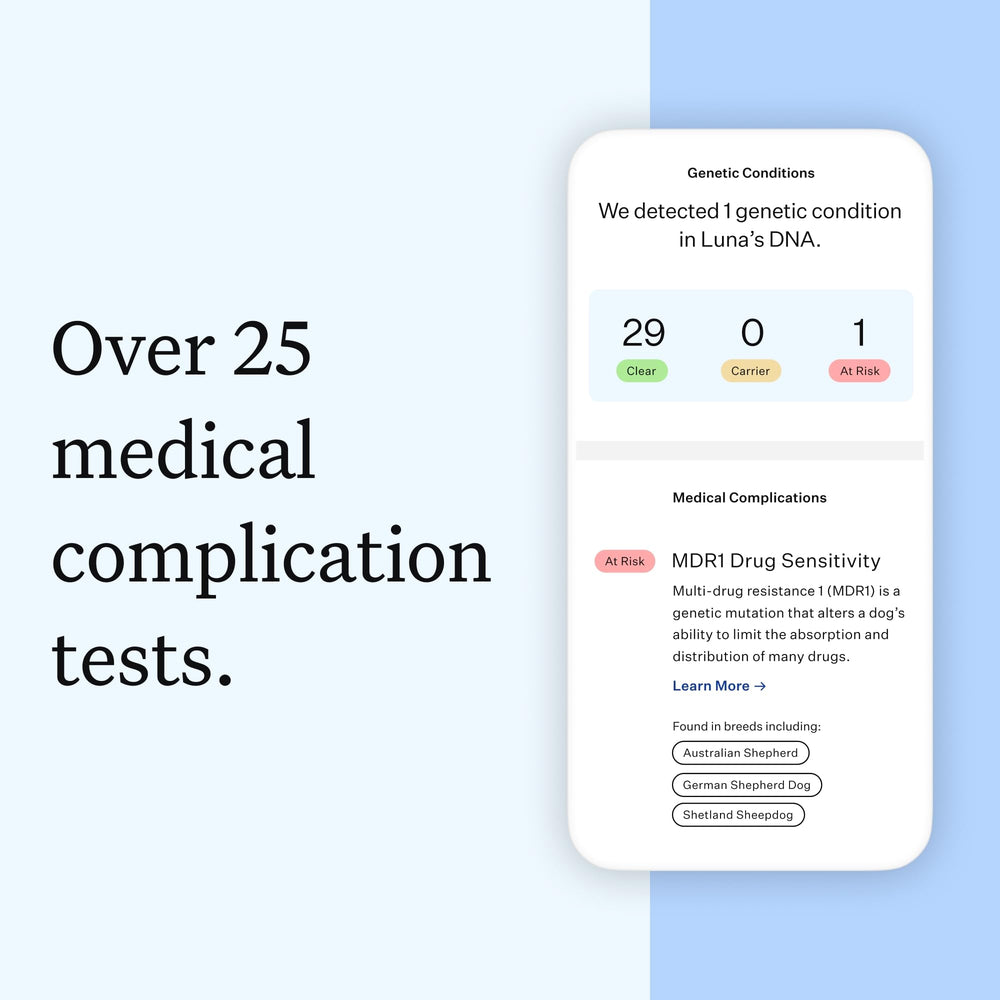 Écran d'ordinateur affichant rapport Wisdom Panel avec races et résultats santé pour décision informée