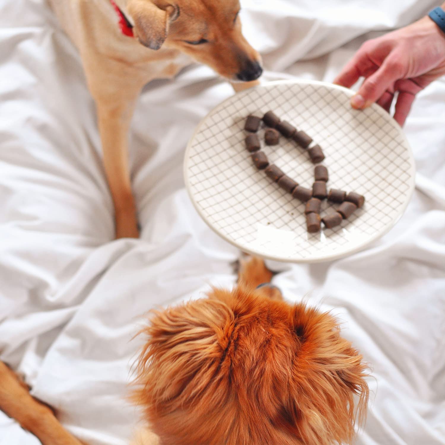WIZARDPET chiot prenant la friandise, appétence et administration facile