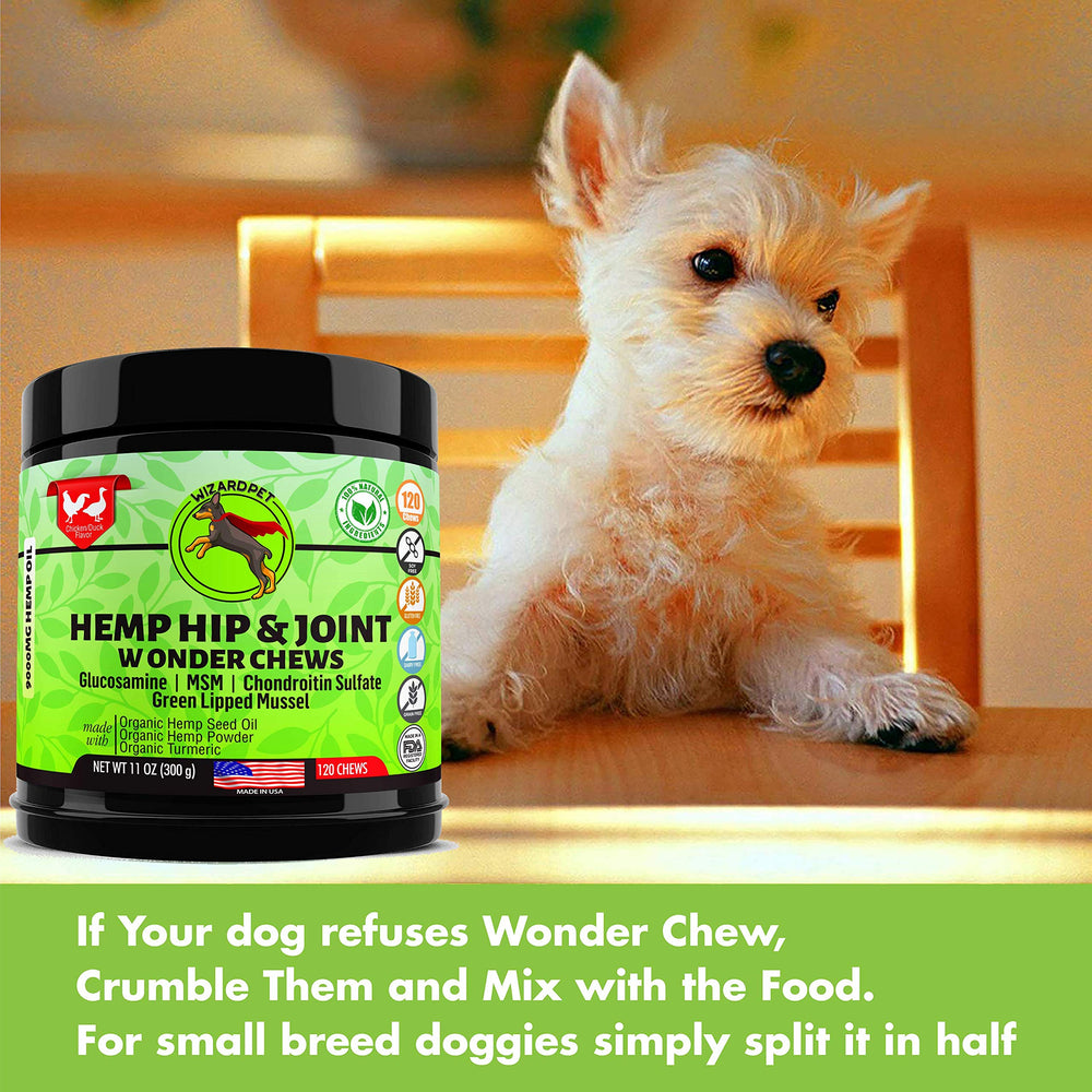 Chien actif bénéficiant des mastics WIZARDPET pour une mobilité soutenue