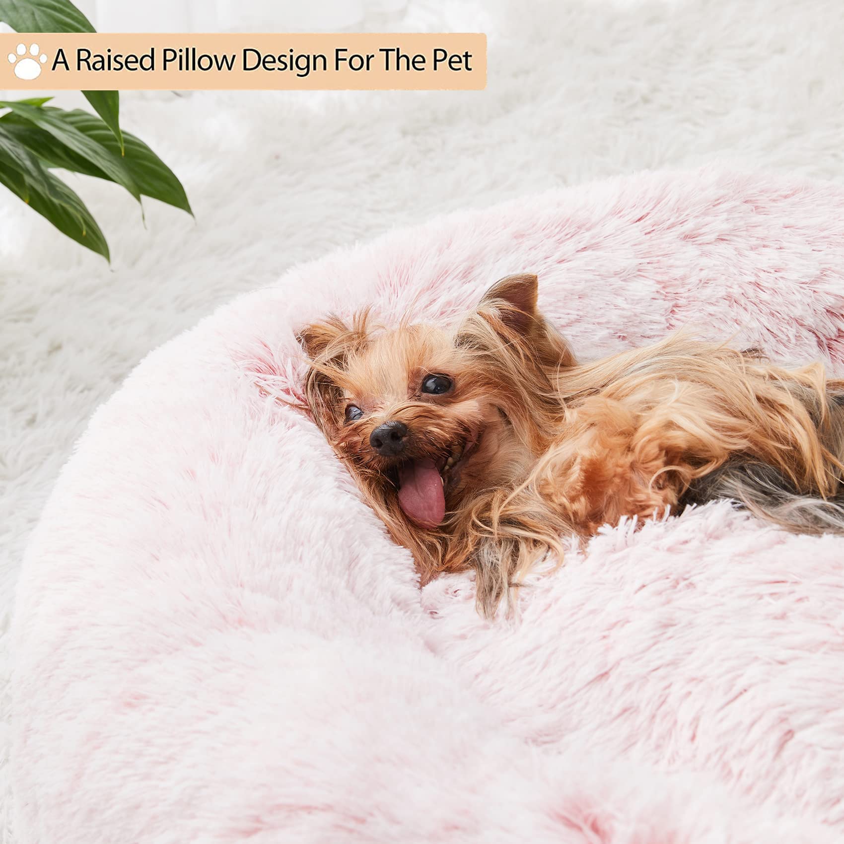 WNPETHOME chien allongé dans le lit montrant détente immédiate