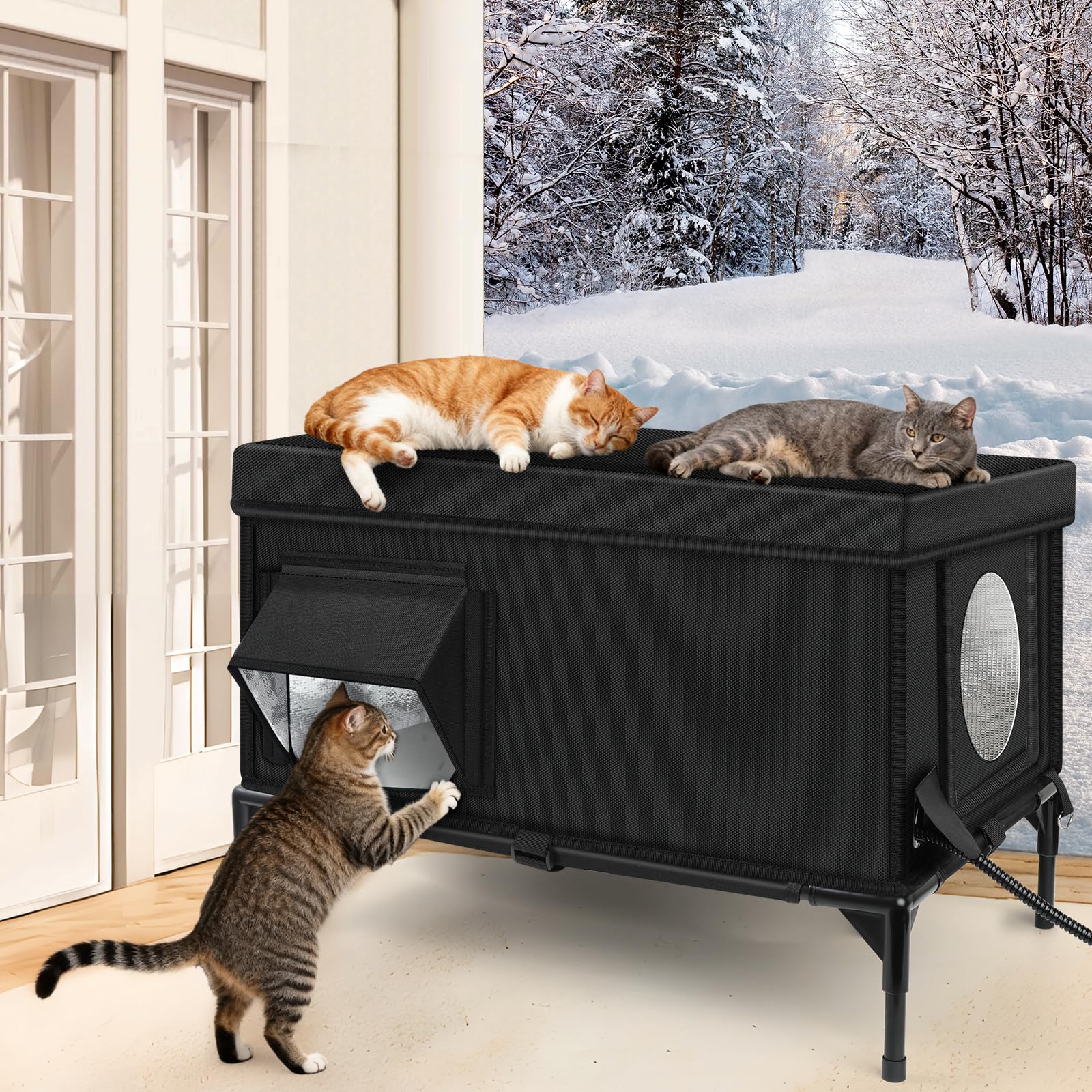 Wn's Day comparaison taille montrant espace pour chat adulte ou chaton