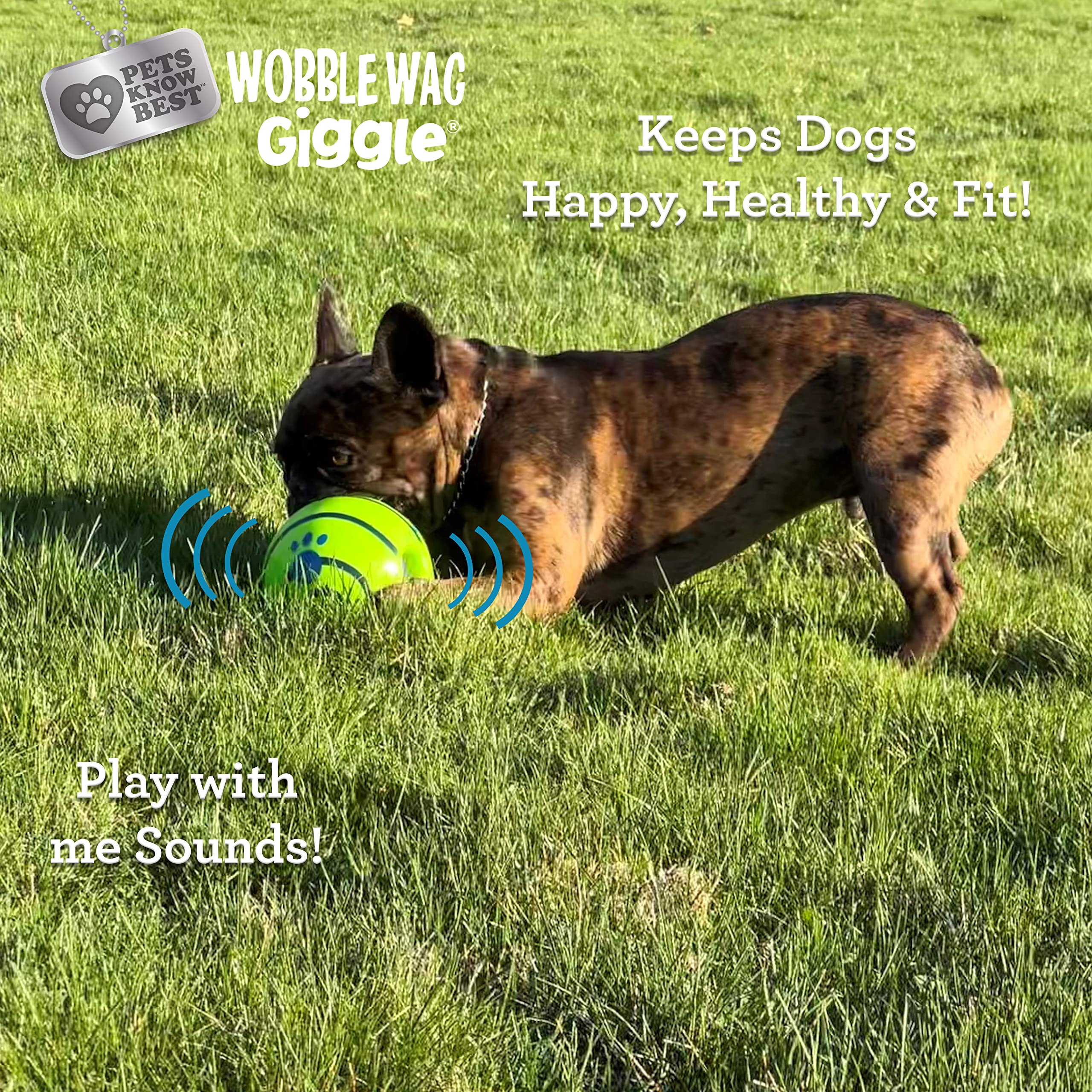 Wobble Wag Giggle chien en train de chasser la balle pour exercice