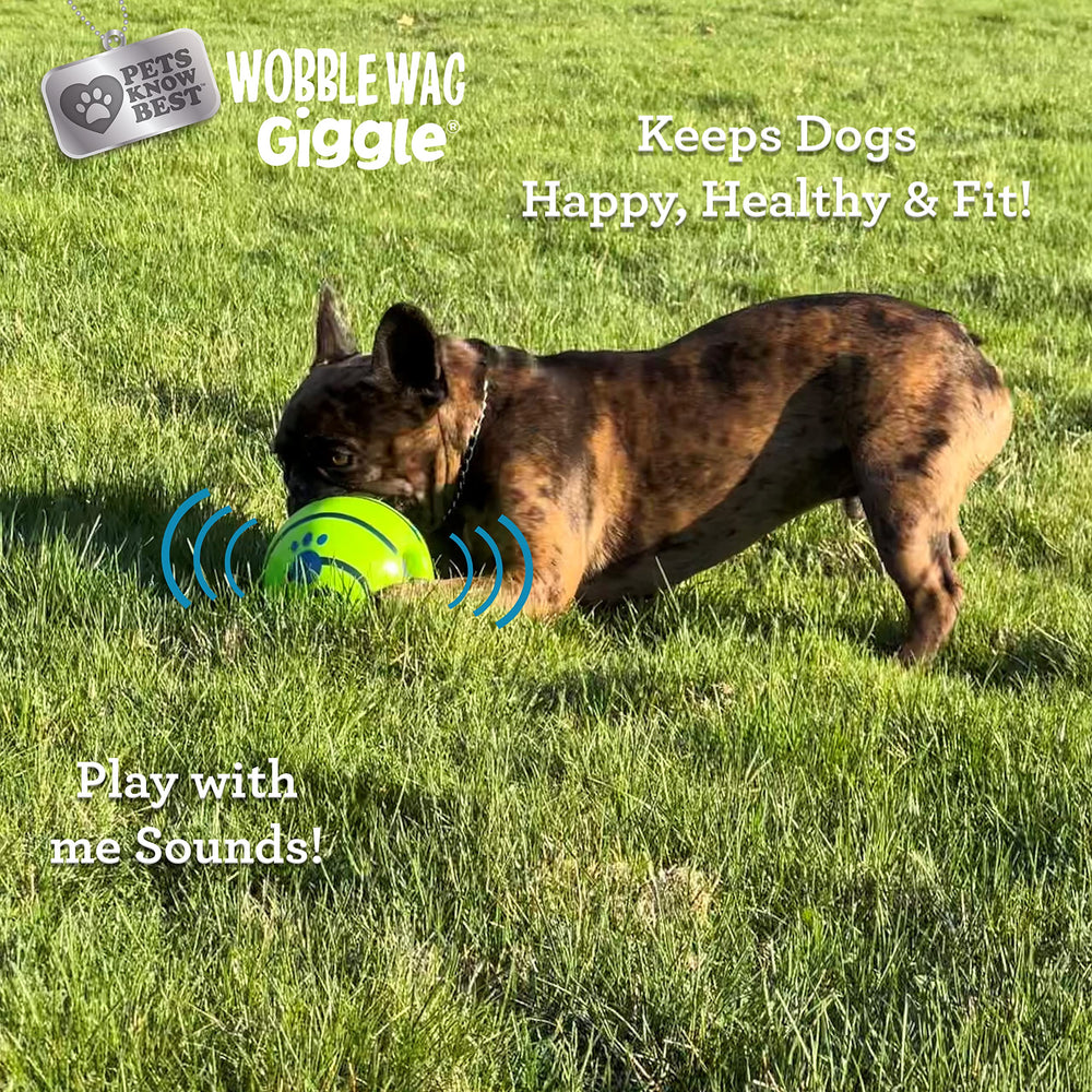 Wobble Wag Giggle chien en train de chasser la balle pour exercice