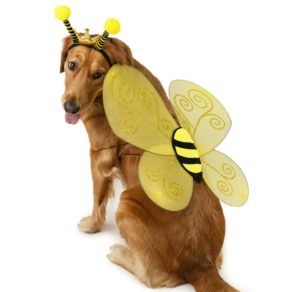 Wodison chien en costume abeille en contexte festif montrant le look ludique et photogénique