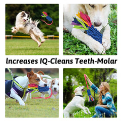wodoca jouet en usage avec chien favorisant exercice et jeu