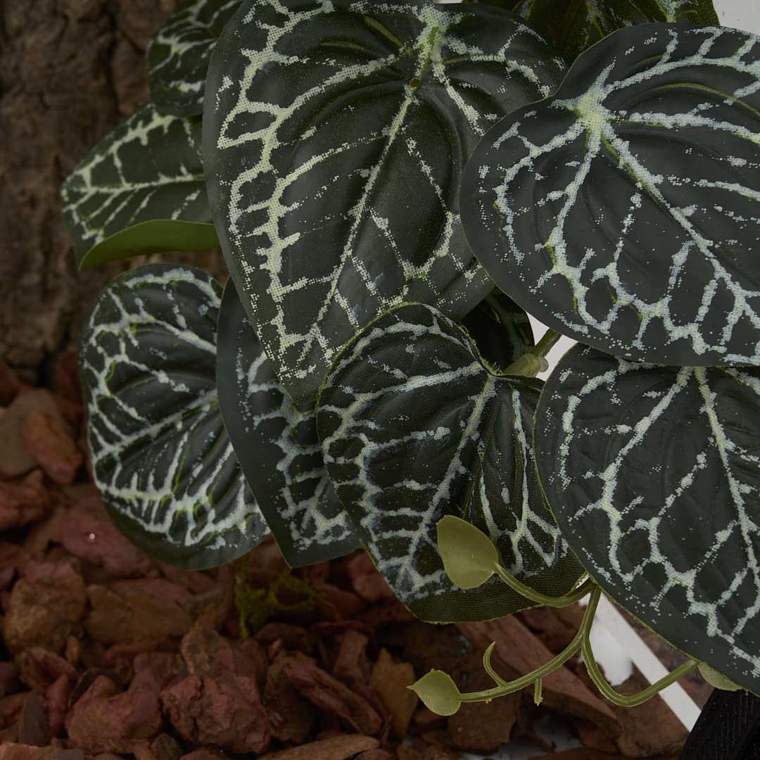 WOLEDOE plante installée dans un terrarium offrant cachettes et décor naturel