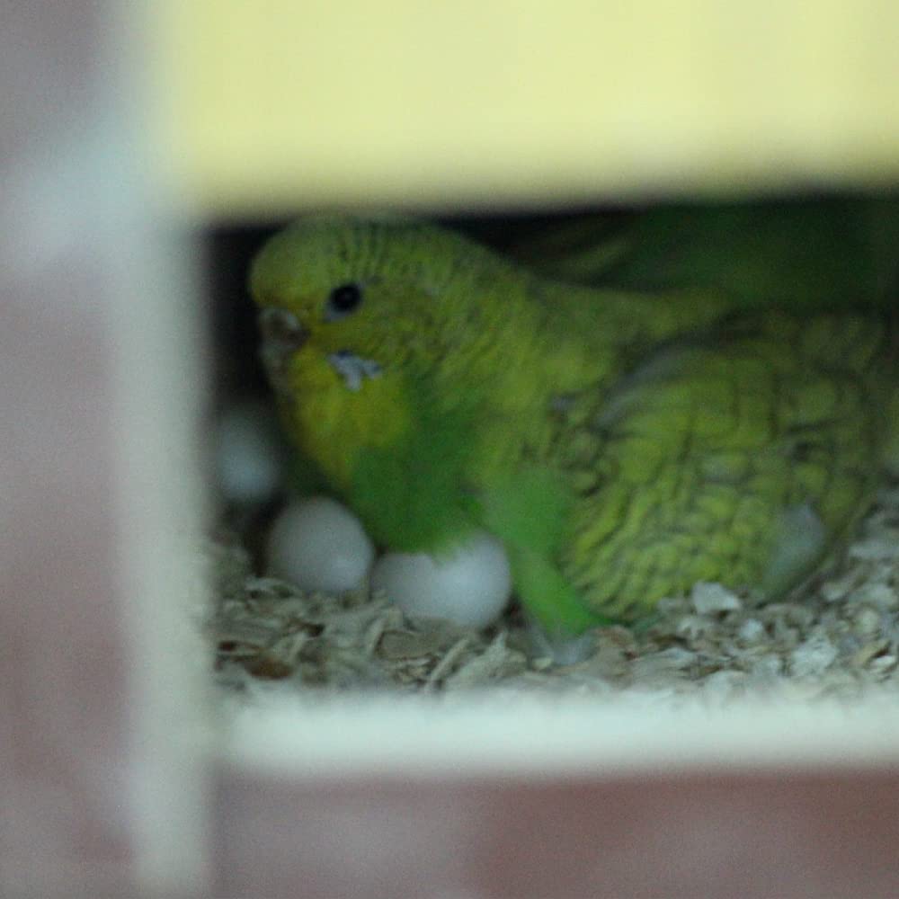 WOLEDOE œuf en nid illustrant acceptation par l'oiseau et confort